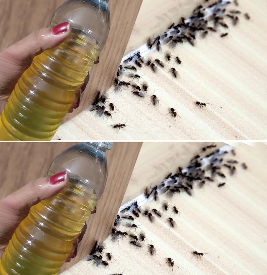 Title: Quick DIY Natural Spray: Say Goodbye to Flies and Mosquitoes in Minutes