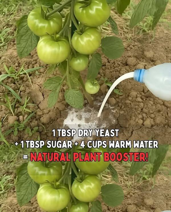 🌿 Old-School Tomato Fertilizer Recipe: Yeast, Sugar & Banana Peel for Bigger, Juicier Tomatoes