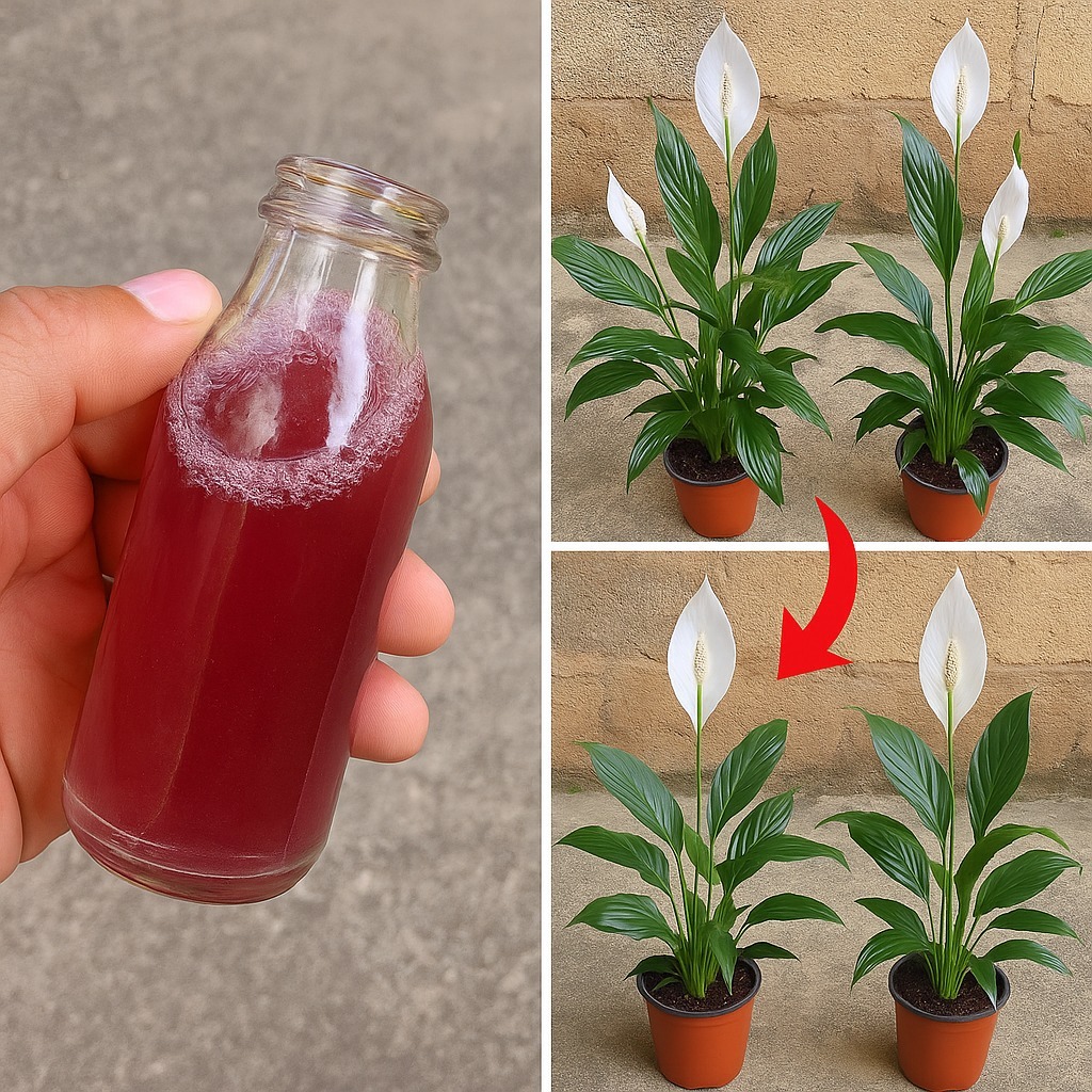 Peace lily, only with this ingredient it blooms for up to 10 years in a row