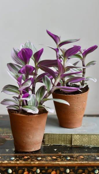 How to Grow a Bushy Wandering Jew nanouk (Tradescantia zebrina) – From a First-Time Grower’s POV