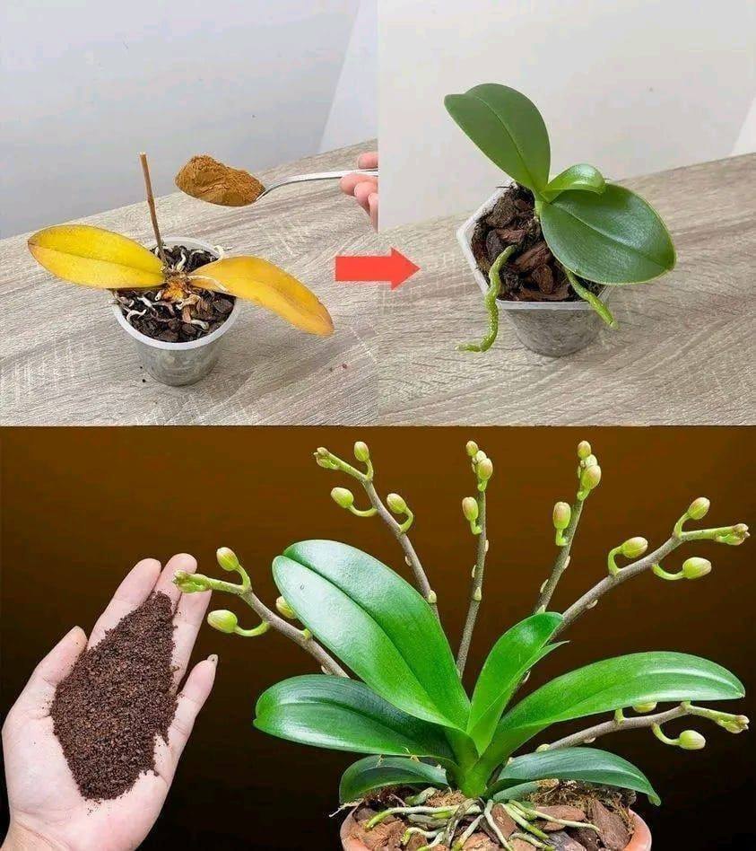 Just one teaspoon, and suddenly the orchid miraculously blooms many flowers.