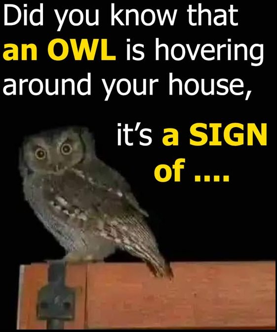 What Does It Mean When an Owl Is Hovering Around Your House? Spiritual & Symbolic Insights