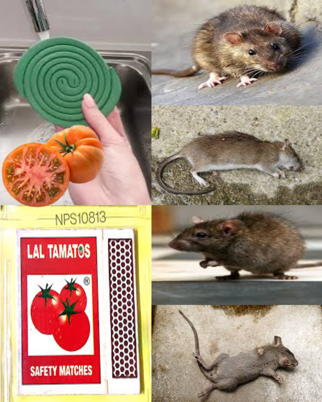 7 Natural Tips to Keep Mice Out of Your Home (Matches & Tomato Hack Included!)