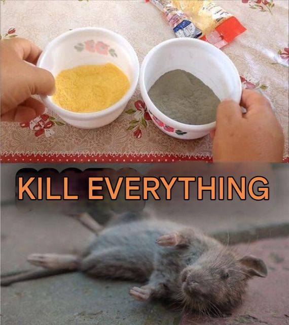 It Only Takes Combining These Two Ingredients to Keep Rats and Cockroaches Out of Your House