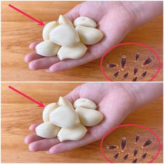 Don’t Panic If There Are Cockroaches in Your Kitchen – Just Use a Handful of Garlic!