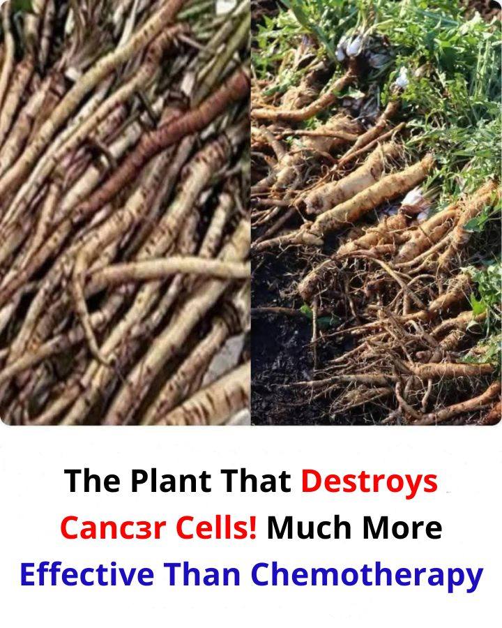 The Powerful Plant That May Support Can.cer Treatment: A Closer Look at the Benefits of the Greater Burdock Root