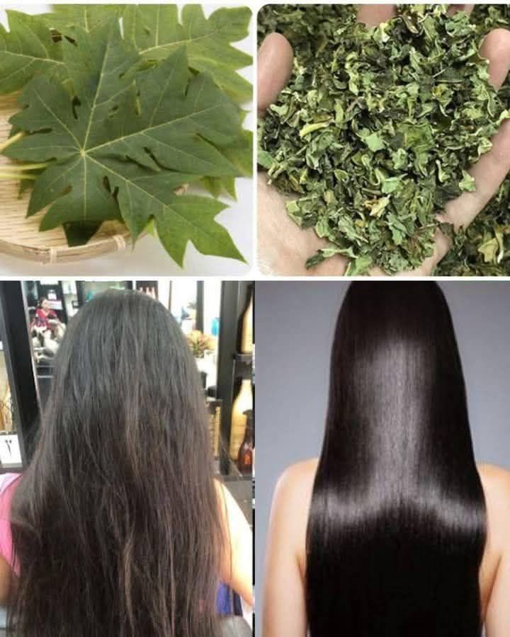 Turn White Hair to Black Hair Naturally and Grow Long Hair with Papaya Leaves Overnight