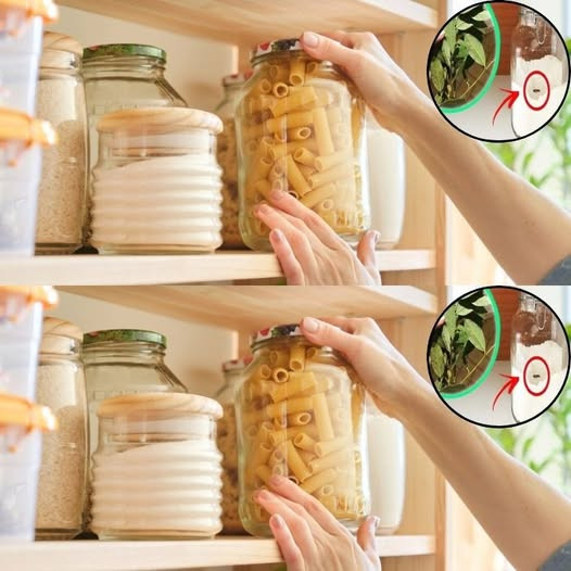 How to Get Rid of Pantry Moths (Butterflies) Naturally in 2 Minutes