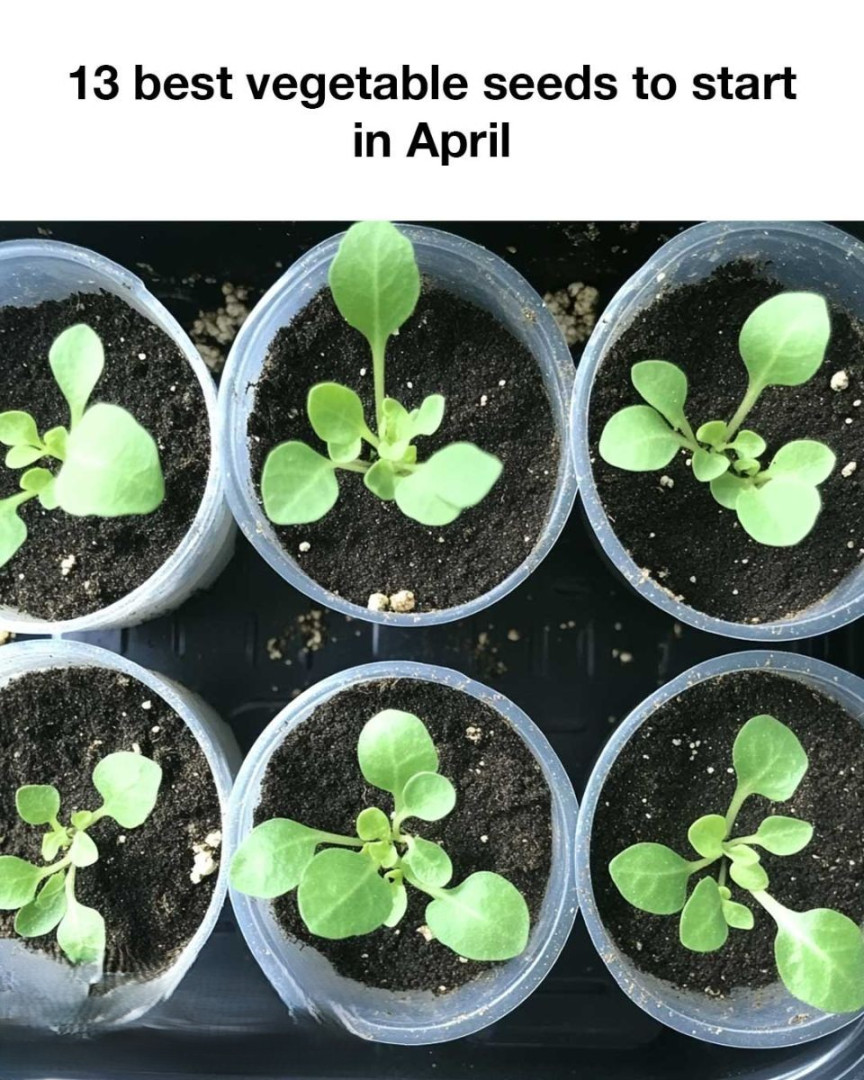 13 best vegetable seeds to start in April