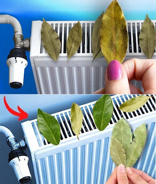 Why should you always stick bay leaves on your radiator?