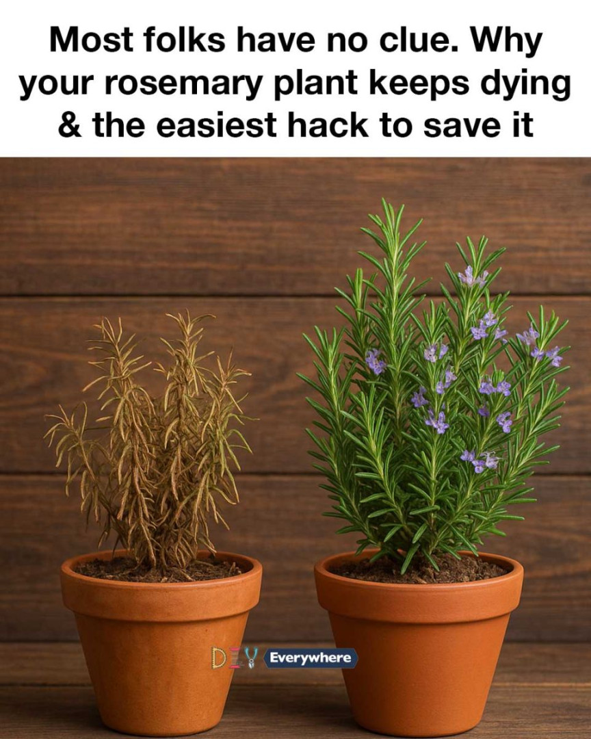 Most folks have no clue. Why your rosemary plant keeps dying & the easiest hack to save it