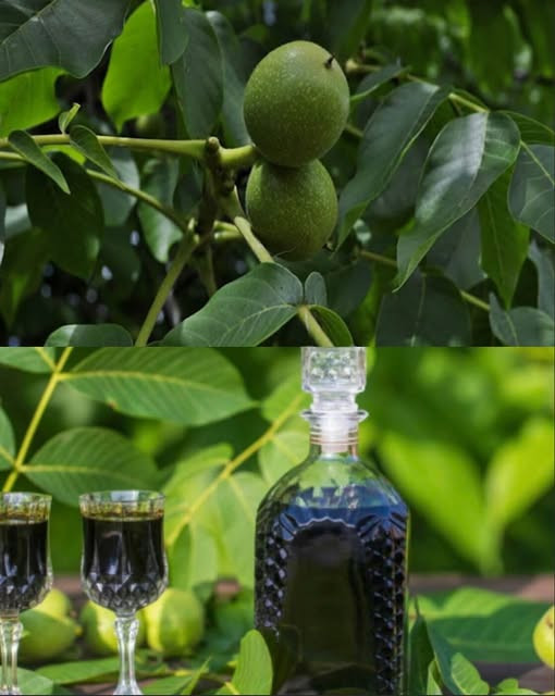 Orekhovka liqueur – balm for the thyroid gland, the stomach and much more