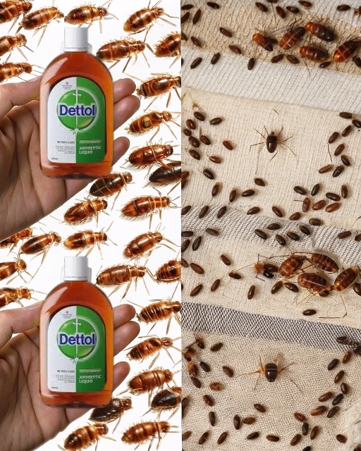 How to Get Rid of Bed Bugs in 2 Minutes with Dettol