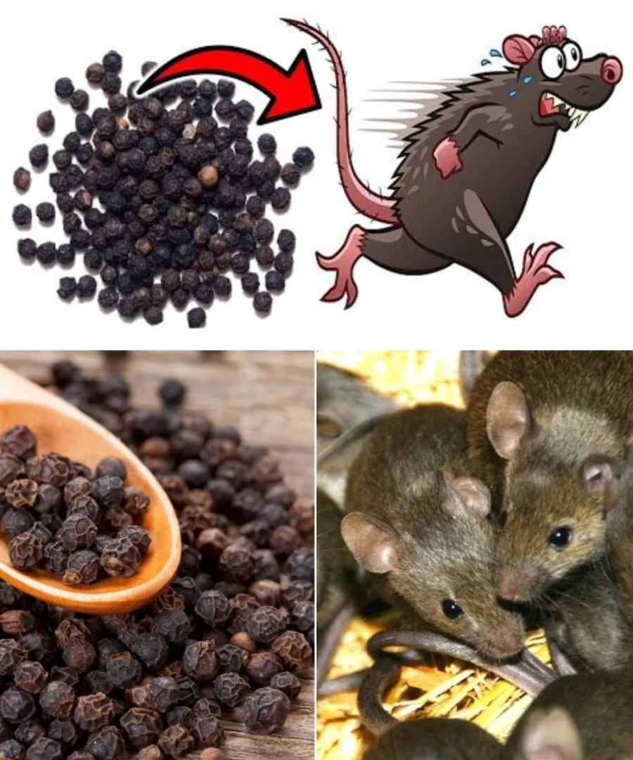 The most effective rat and mouse repellent ever: they’ll be gone from your home and property in no time!