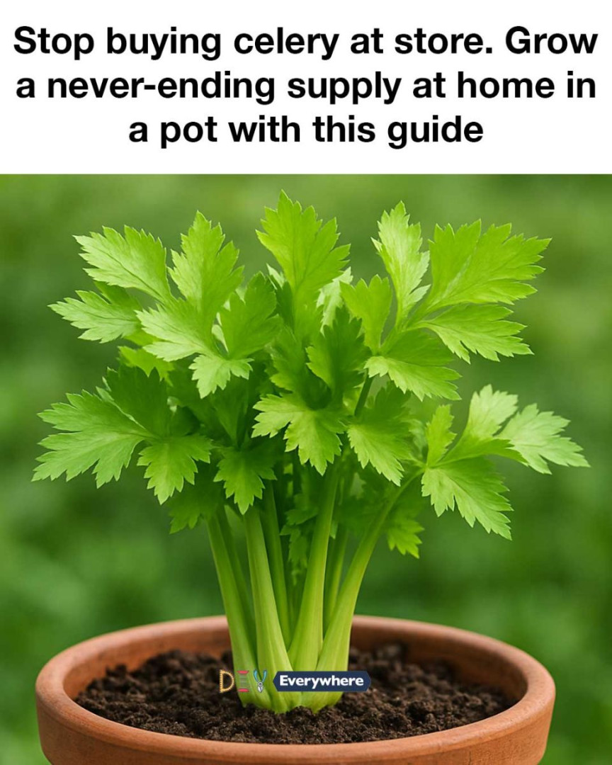 Stop buying celery at store. Grow a never-ending supply at home in a pot with this guide