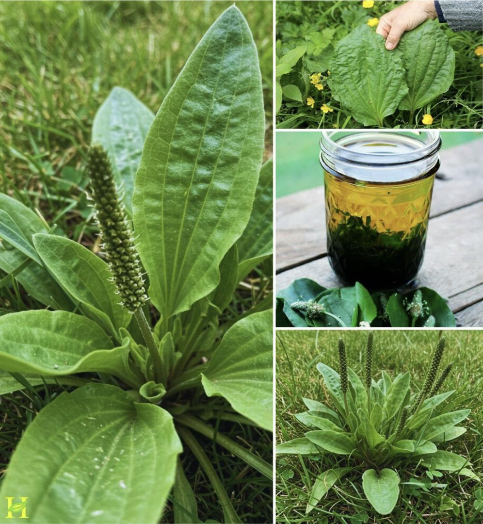 This Little Weed Is One of the Most Useful Medicines on the Planet (And Probably Growing in Your Yard)