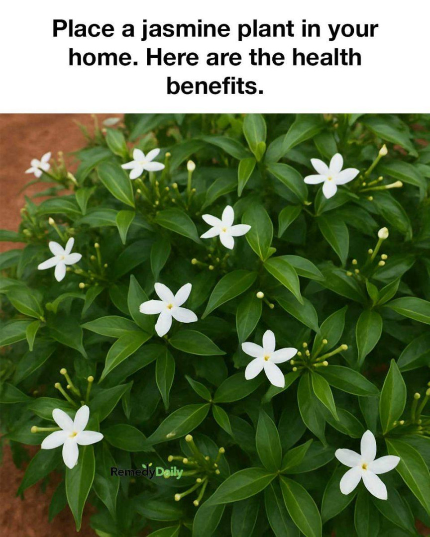 Place a jasmine plant in your home. Here are the health benefits.