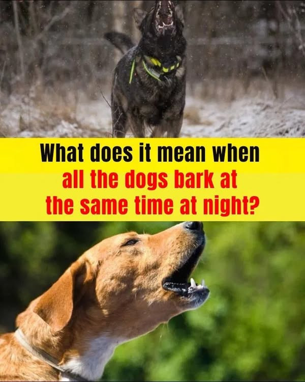 When You Hear Many Dogs Barking at the Same Time at Night, This Will Happen