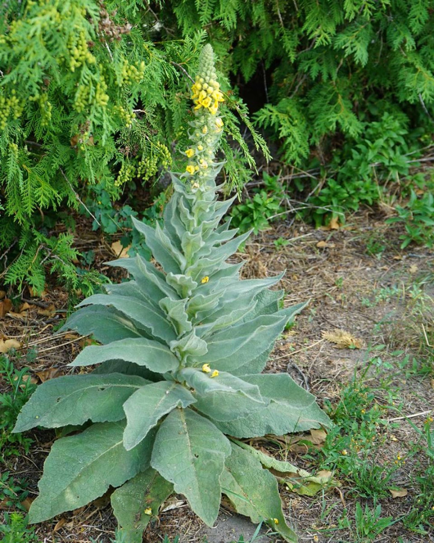 Stumble upon this plant and you’ve struck gold. Most folks walk right past it without a clue