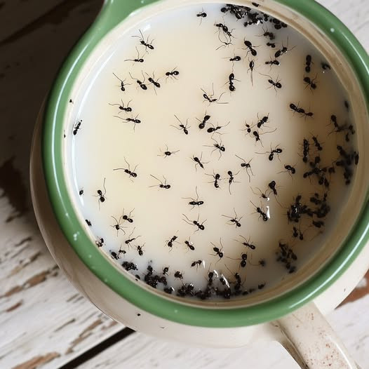 Got Ants? Try This Simple, Natural Trick to Get Rid of Them Safely