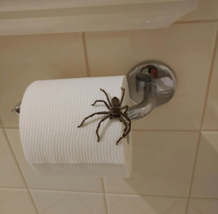 Title: 8 Effective and Natural Tips to Keep Spiders Away from Your Home