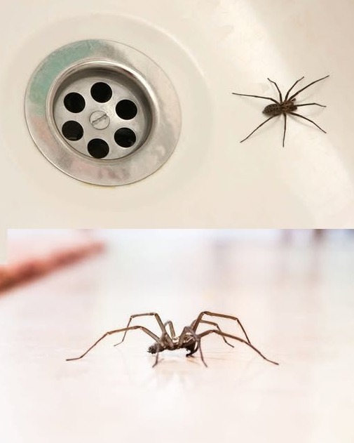 Why Spiders Are Invading Your Home (and How to Keep Them Away Naturally)