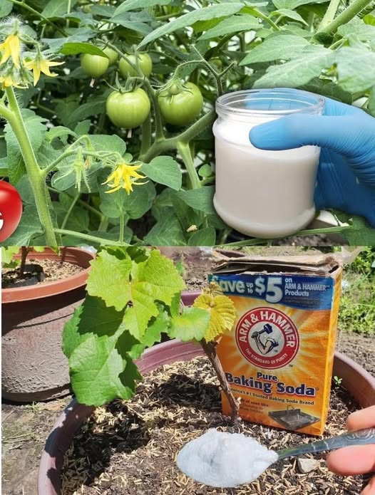 10 Clever Baking Soda Uses Every Gardener Should Know