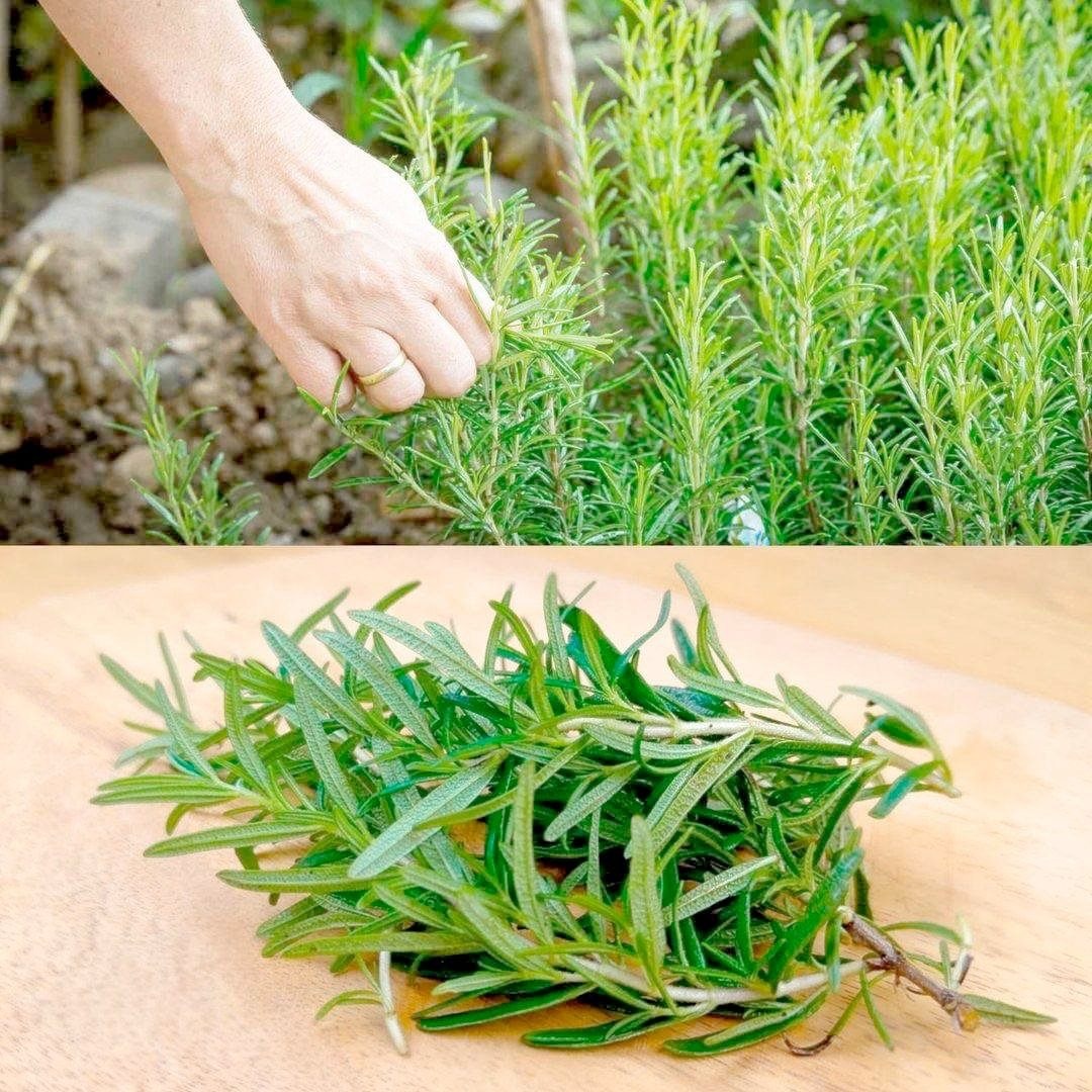 Rosemary: A Natural Powerhouse for Intestinal Health
