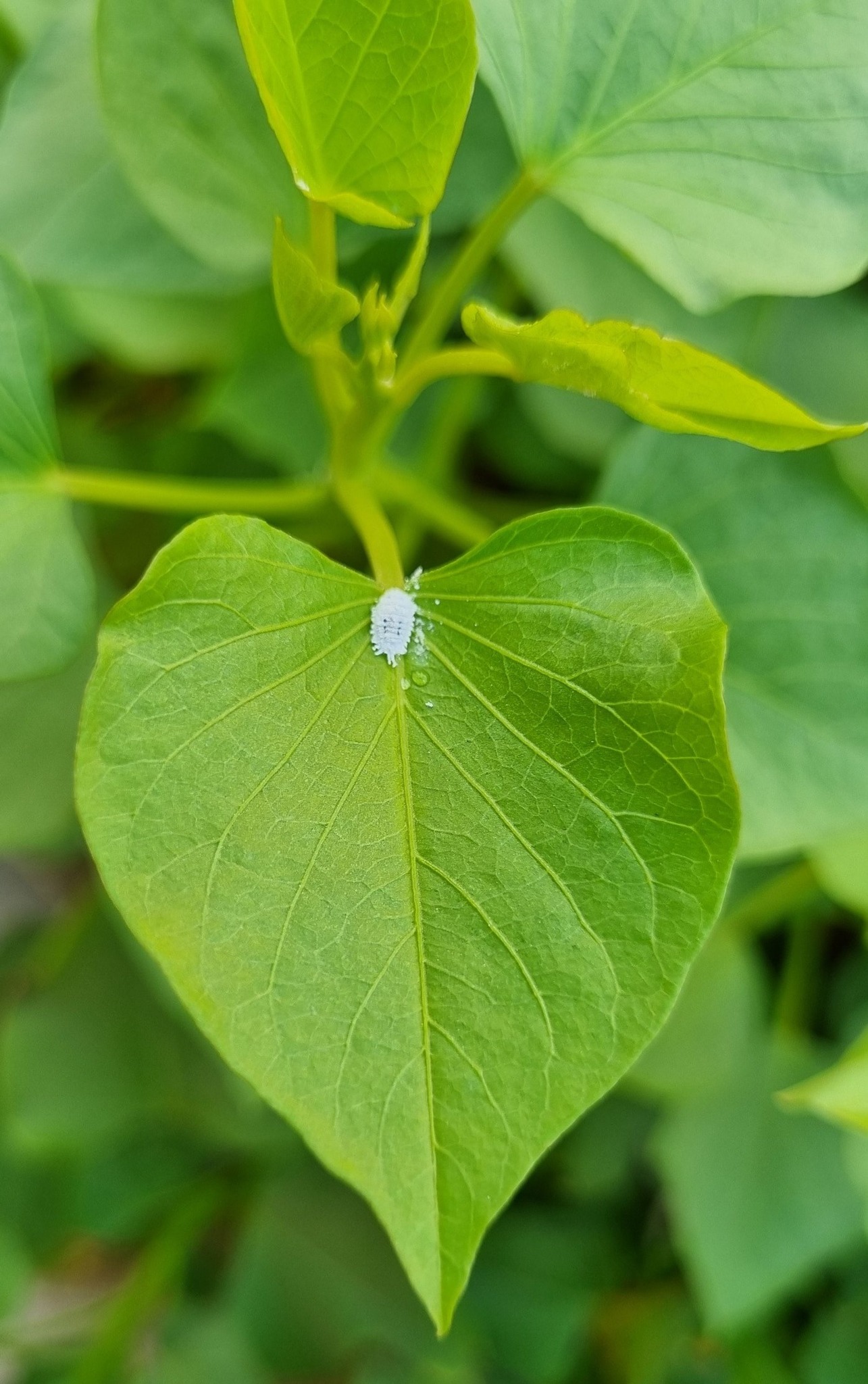Get Rid Of Mealybugs On Plants – Only Tested Methods