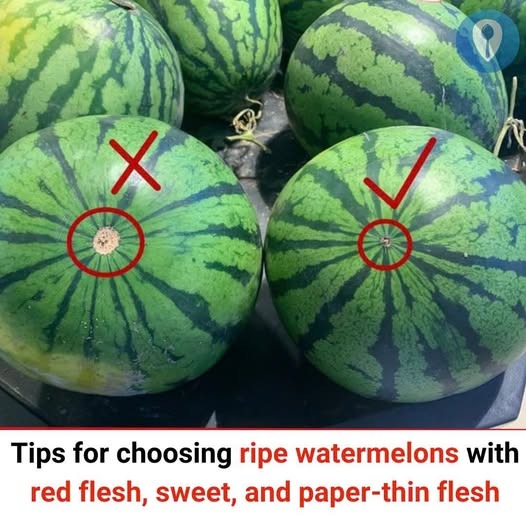 Tips for Choosing the Perfect Watermelon