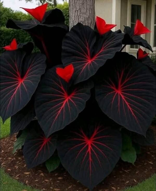 Black Caladium Varieties: The Ultimate Guide to Dark-Foliaged Beauties