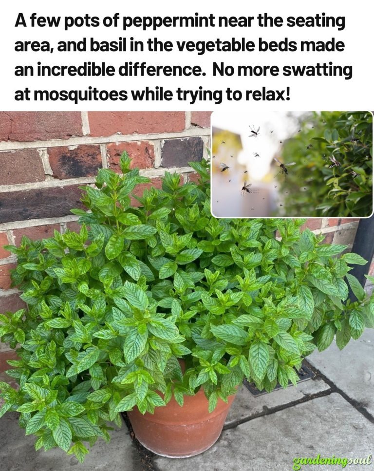 Nature’s Shield: How Peppermint and Basil Plants Can Transform Your Outdoor Space into a Mosquito-Free Haven