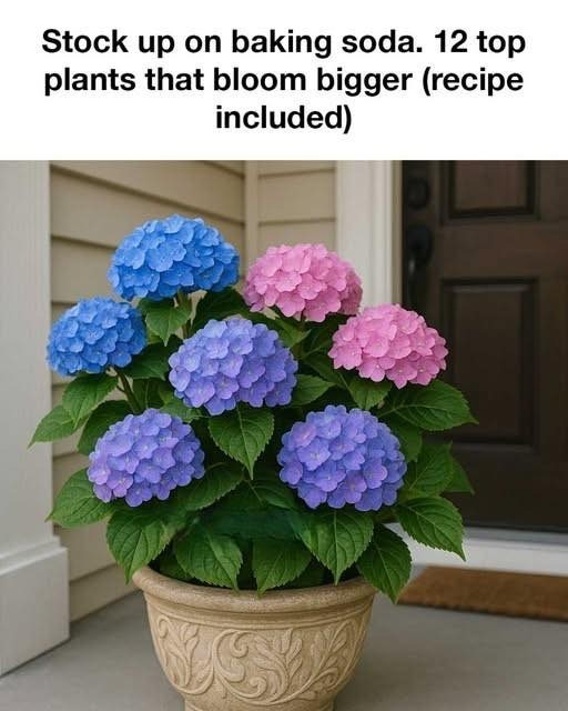 Stock up on baking soda. 12 top plants that bloom bigger with this 1 recipe