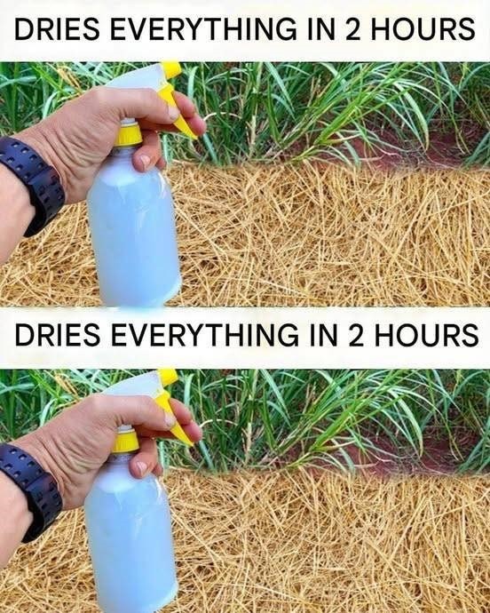 Best Homemade Herbicide: Non-Toxic Solution (Dries Weeds Within 2 Hours)