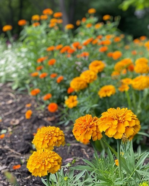 Avoid these 6 marigold varieties in your garden. Here’s why