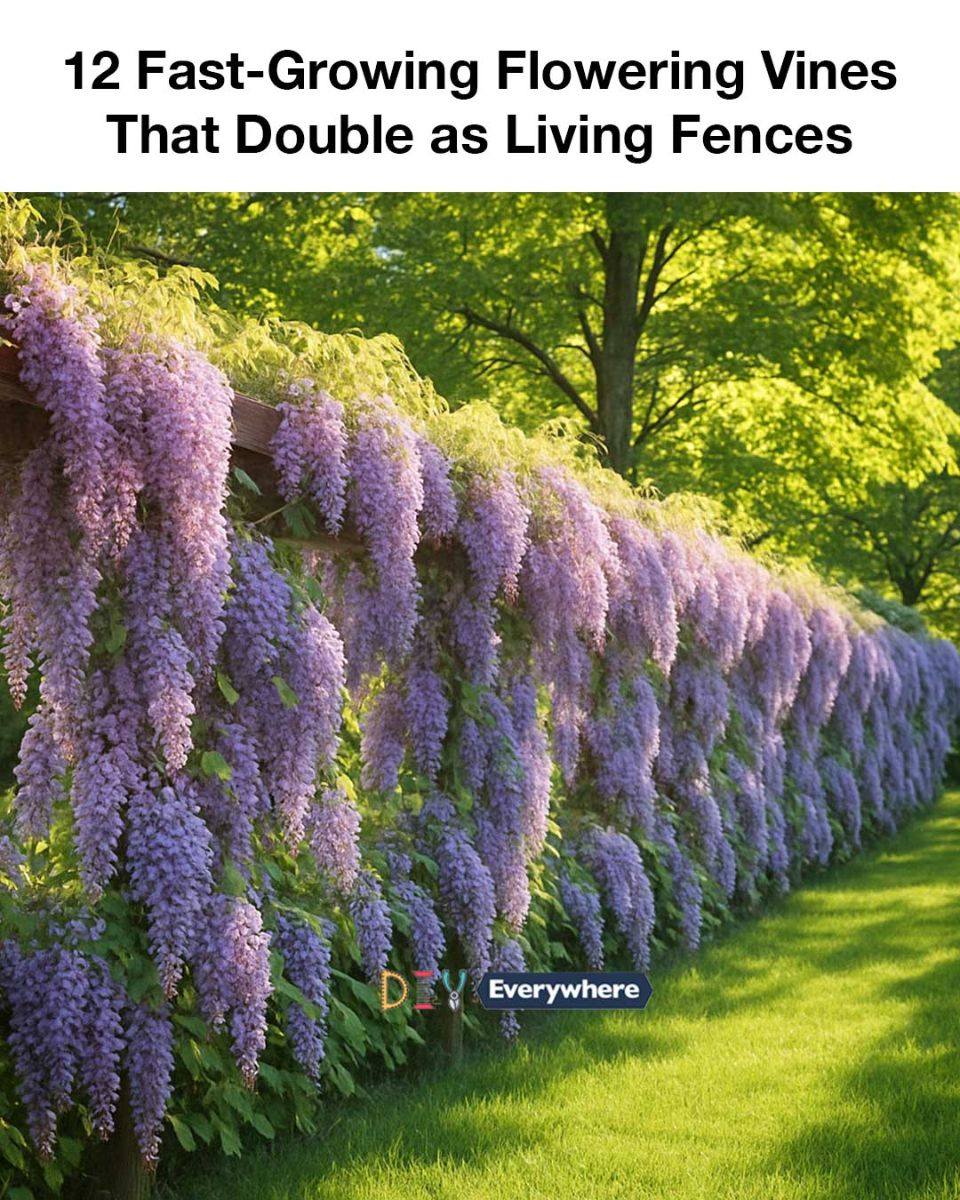 12 Fast-Growing Flowering Vines That Double as Living Fences