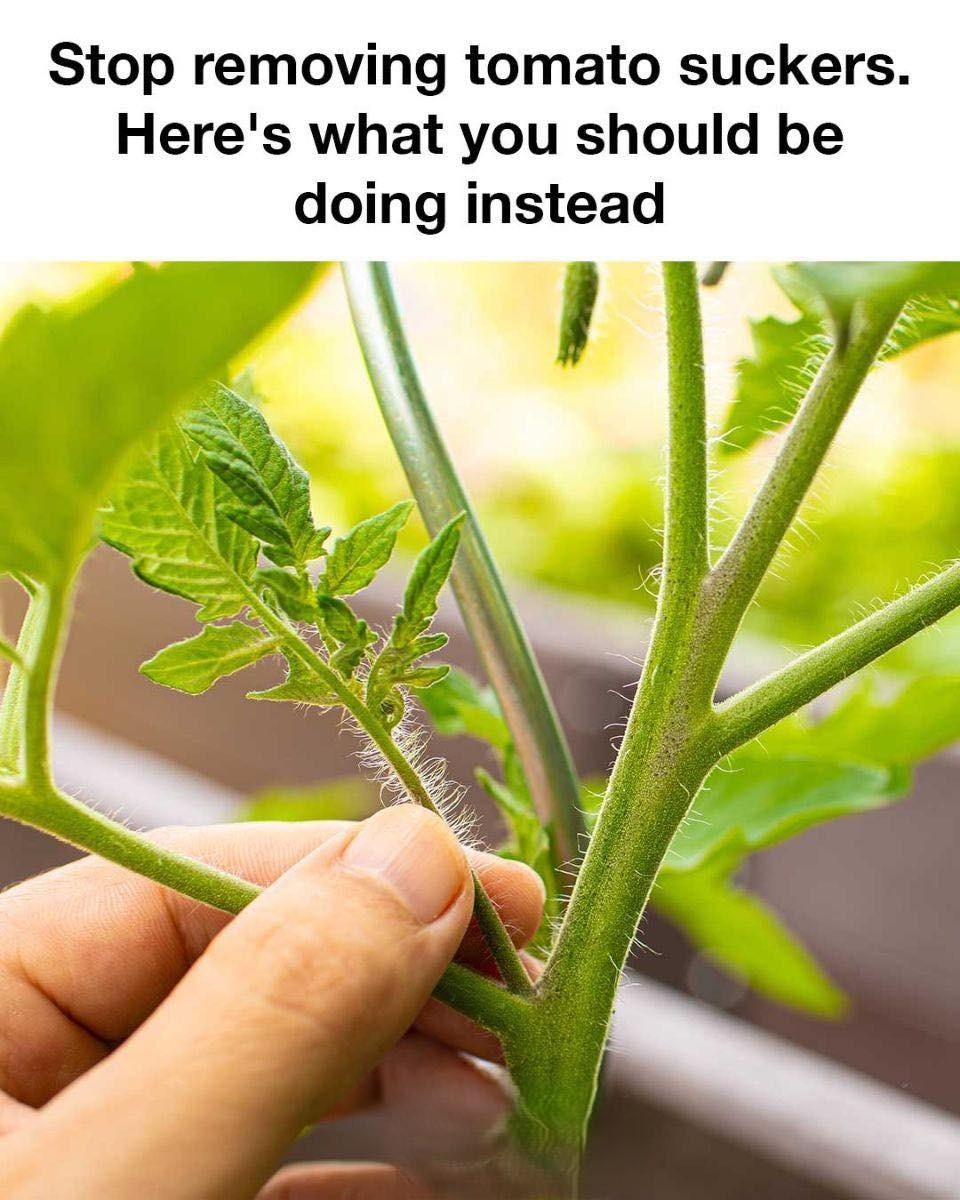 This Is News to Me! Why You Should Think Twice Before Removing Tomato Suckers