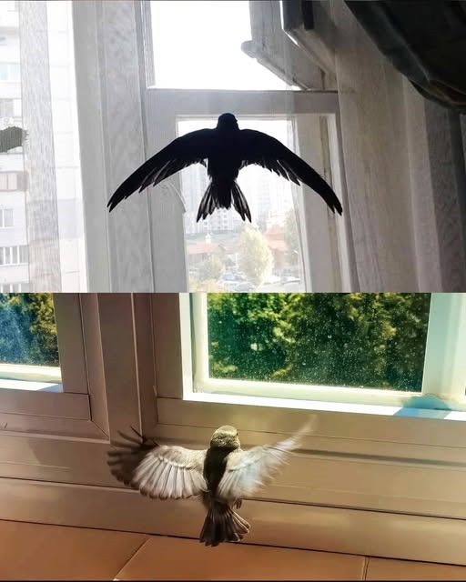 Bird Omens: What It Means When They Visit