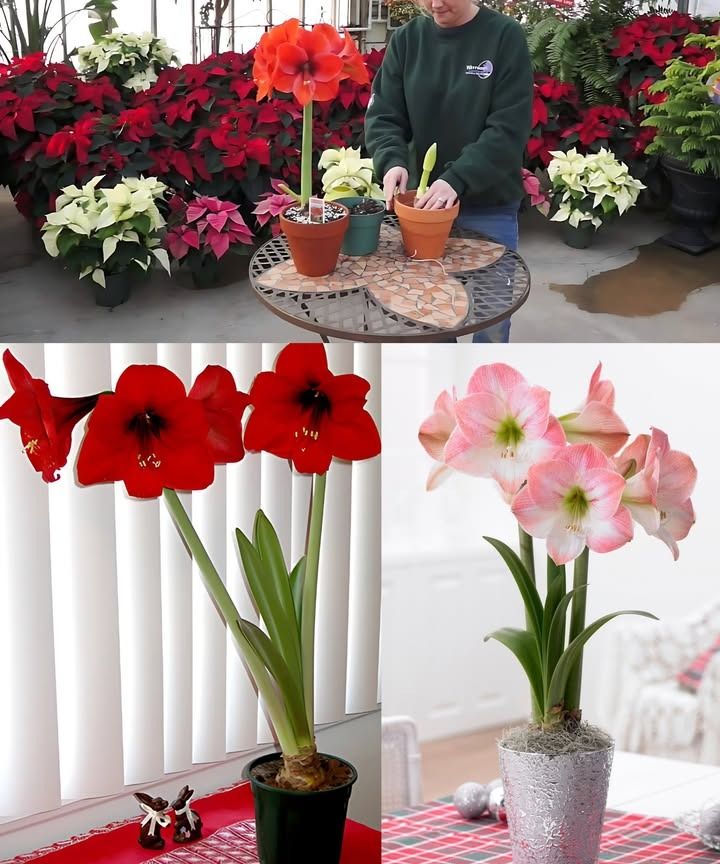 How to Grow and Re-Bloom Amaryllis