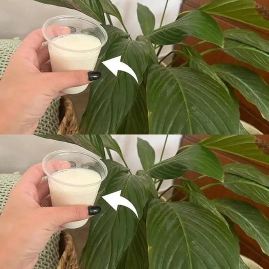 Peace Lily, Forget Water – Water It With This And It Lasts Forever