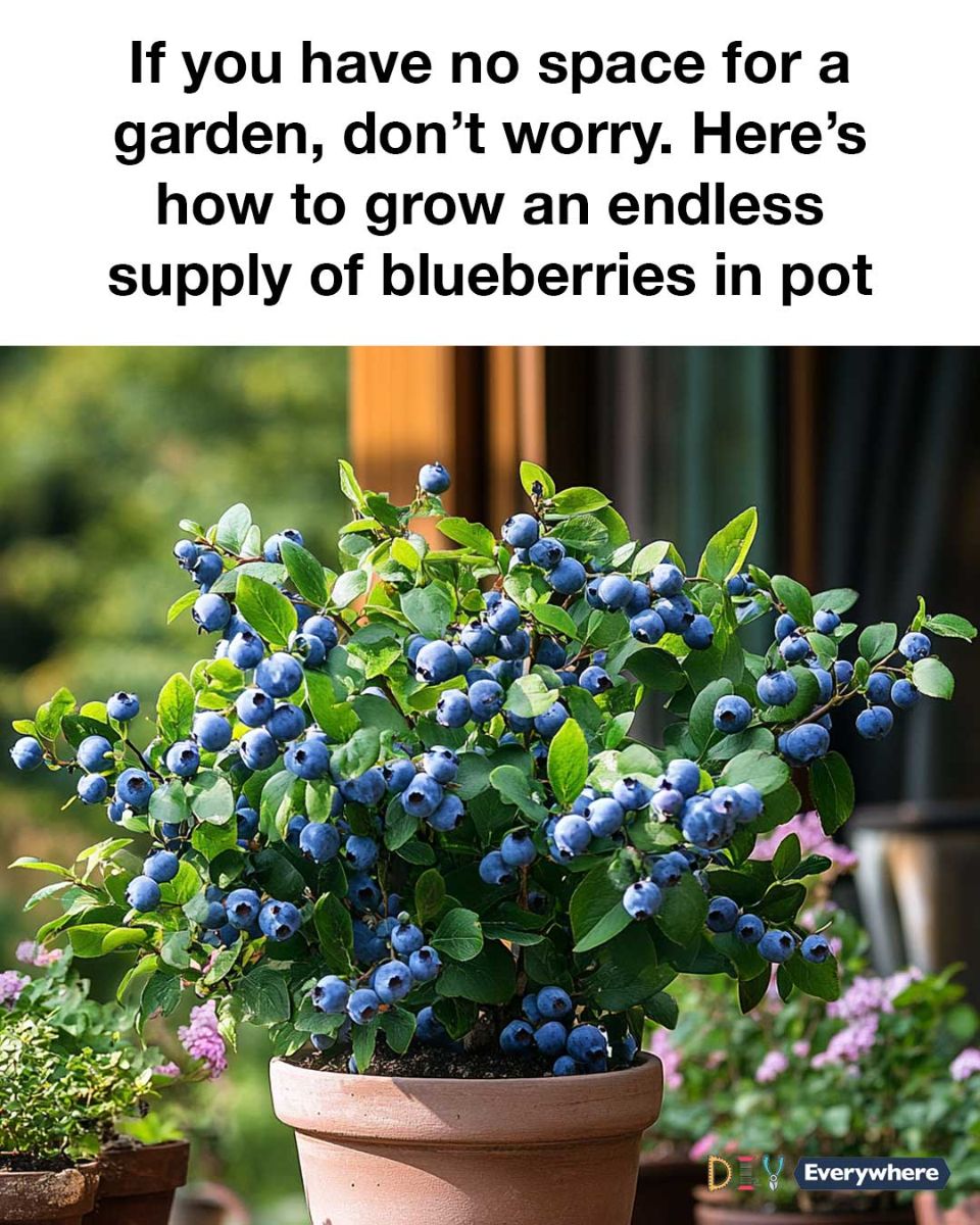 If you have no space for a garden, don’t worry. Here’s how to grow an endless supply of blueberries in pot