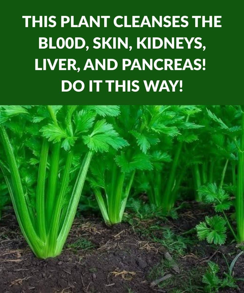 This plant for the brain and digestion June 3, 2025 by admin