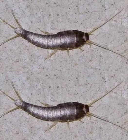 Silverfish: Attention if This Animal Comes to Your Home