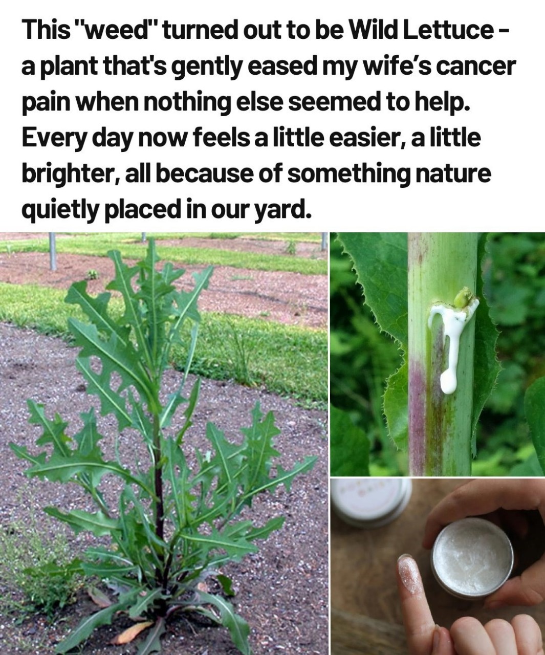 Wild Lettuce Sap – The Herbal Pain Reliever You Need to Know About