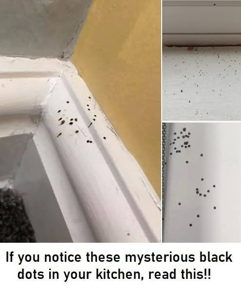 If you notice these mysterious black dots in your kitchen, read this!!