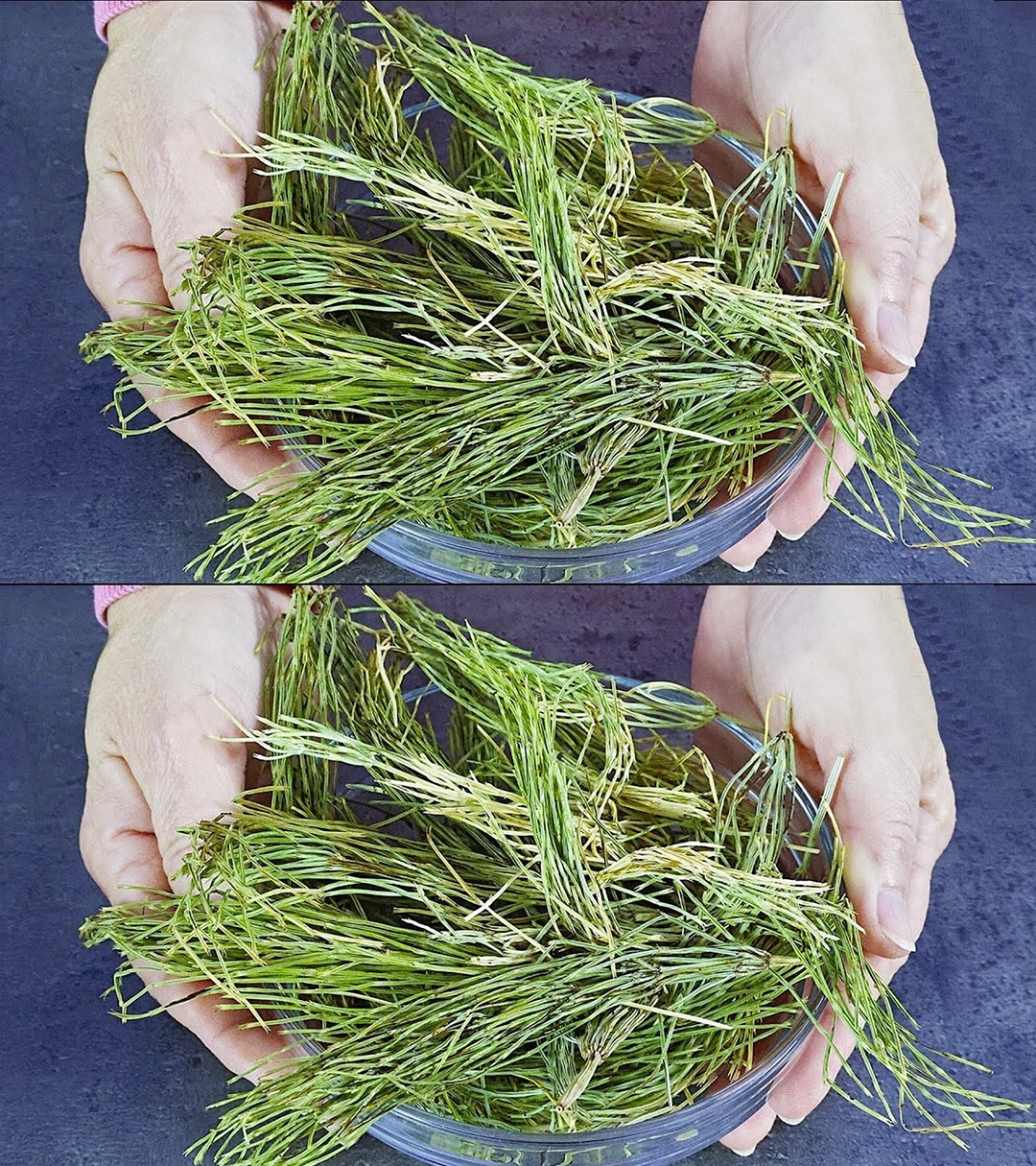 Eliminating Bacteria, Fungi, and Inflammations: This Exceptional Plant Deserves a Place in Your Kitchen