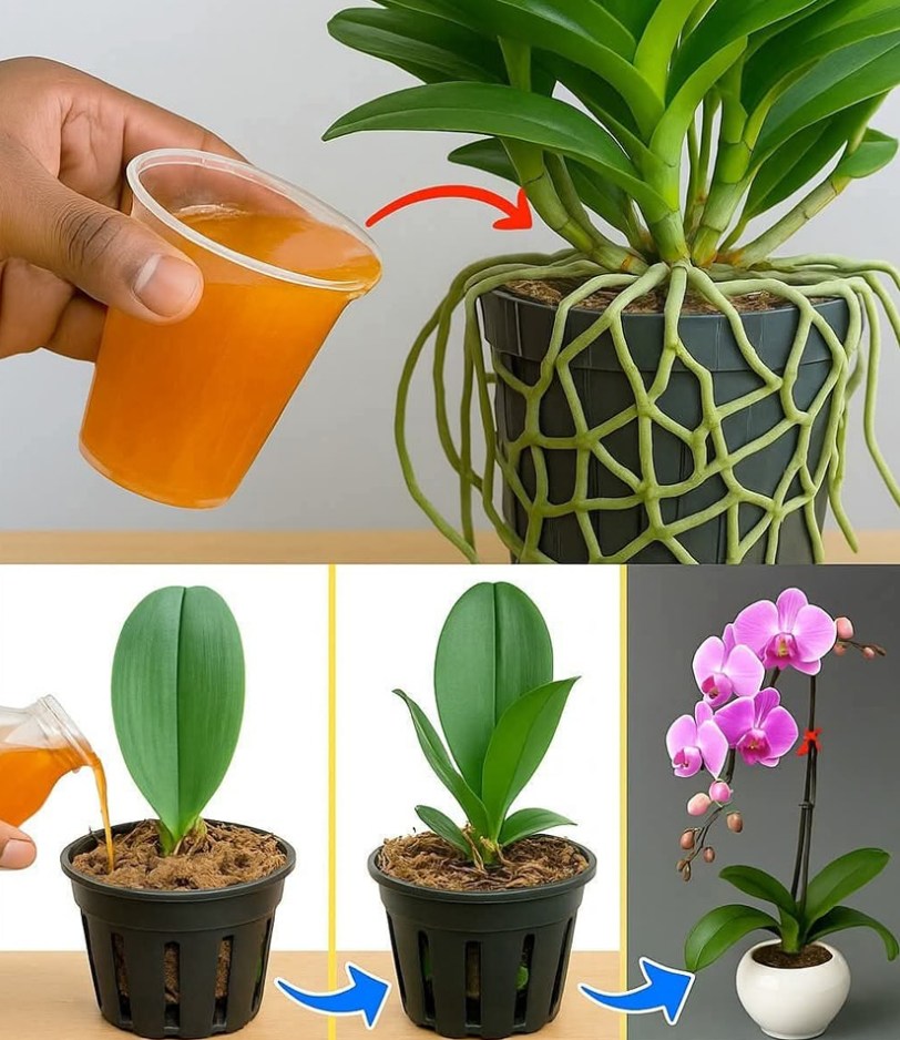 “Carrot Juice Miracle: The Secret Elixir Your Plants Have Been Waiting For”