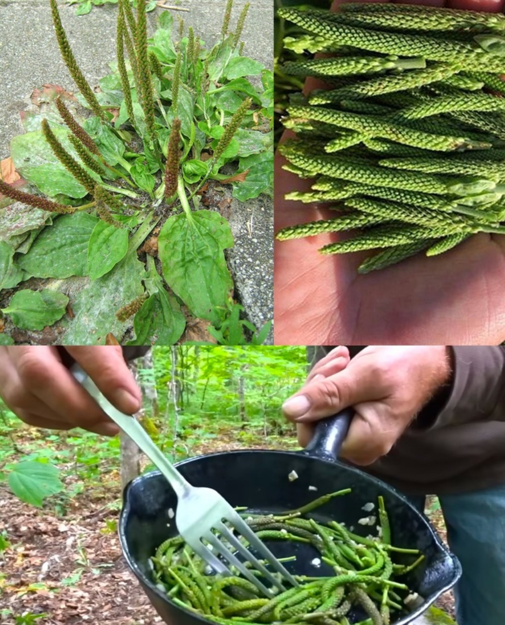10 Surprising Health Benefits of Broadleaf Plantain (Plantago Major)