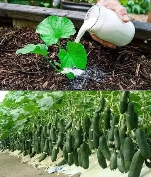 Double the Yield of Cucumbers with Natural Fertilizers: A Gardener’s Guide