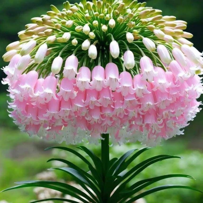 The Pink Bell Lily